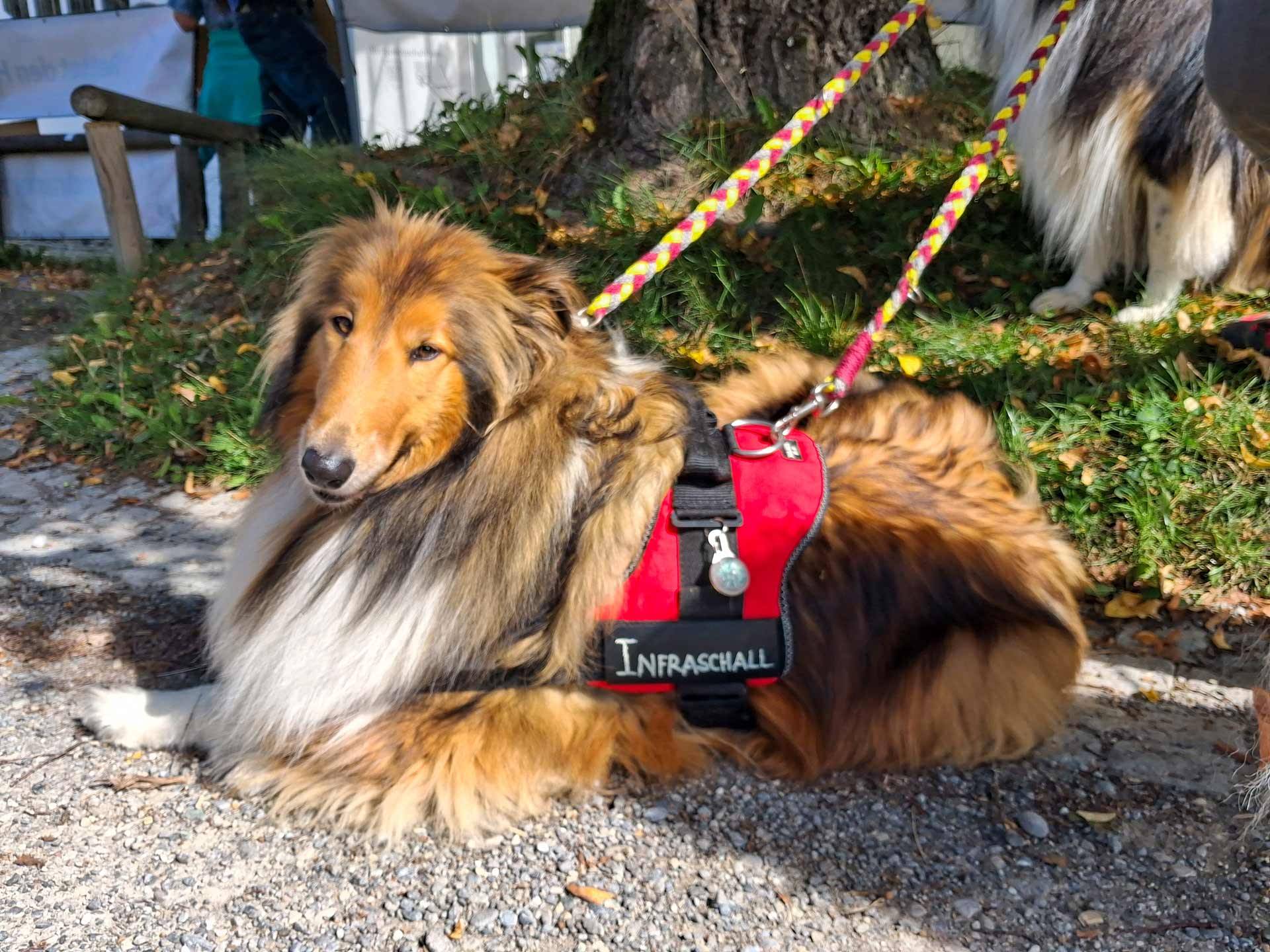 Gegenwind Hochbuehl Owingen Bodensee Windkraft 20250917 134005
