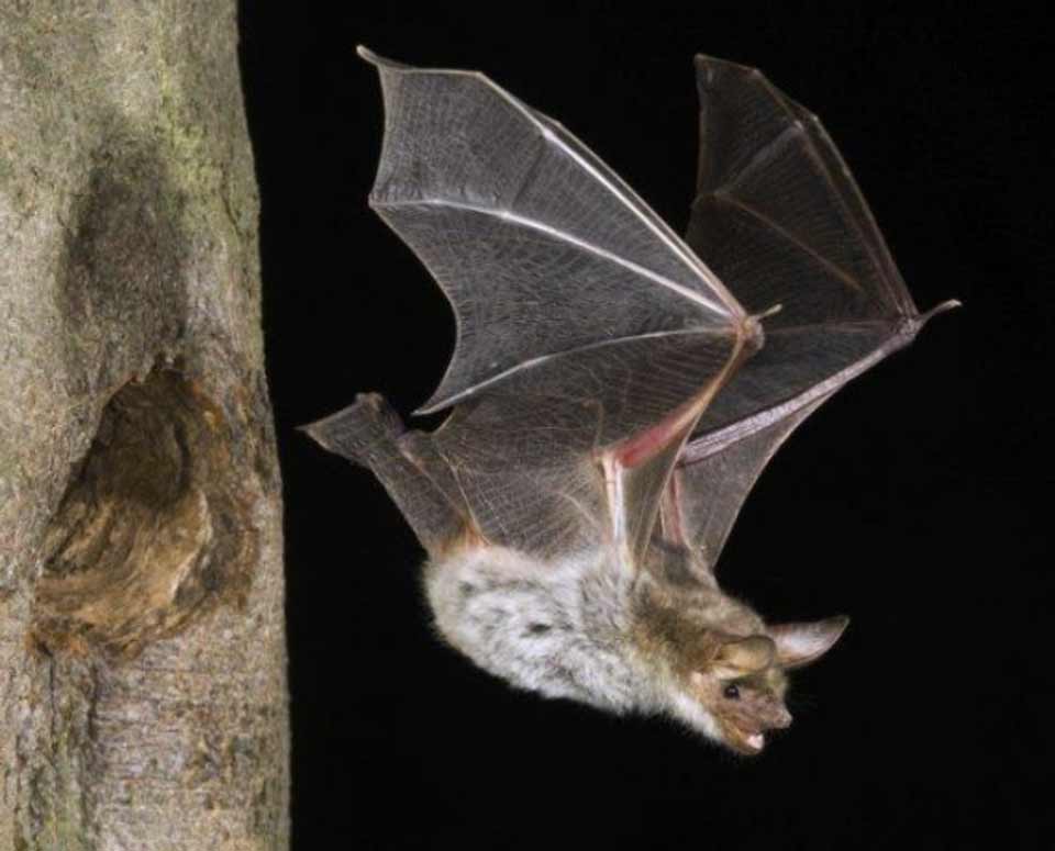 Gegenwind Hochbuehl Owingen Bodensee Windkraft Fledermaus