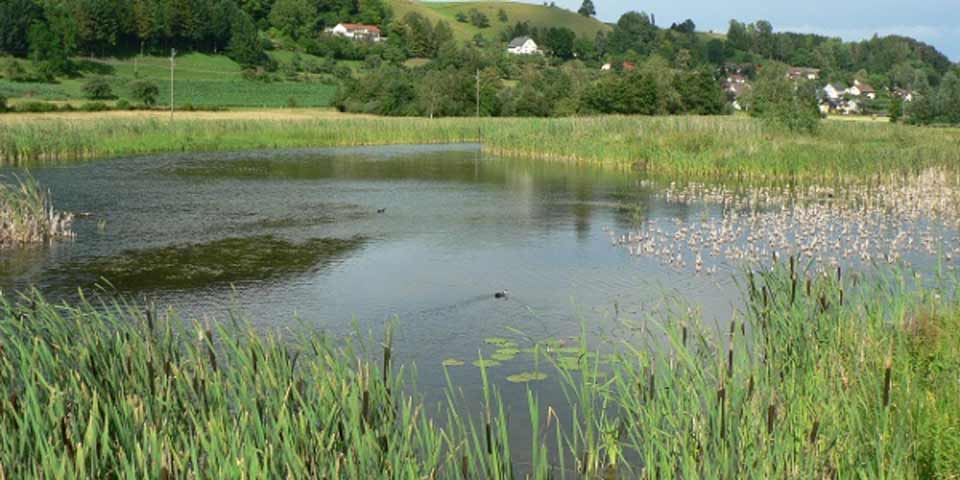 Gegenwind Hochbuehl Owingen Bodensee Windkraft Sielmann Weiher 1
