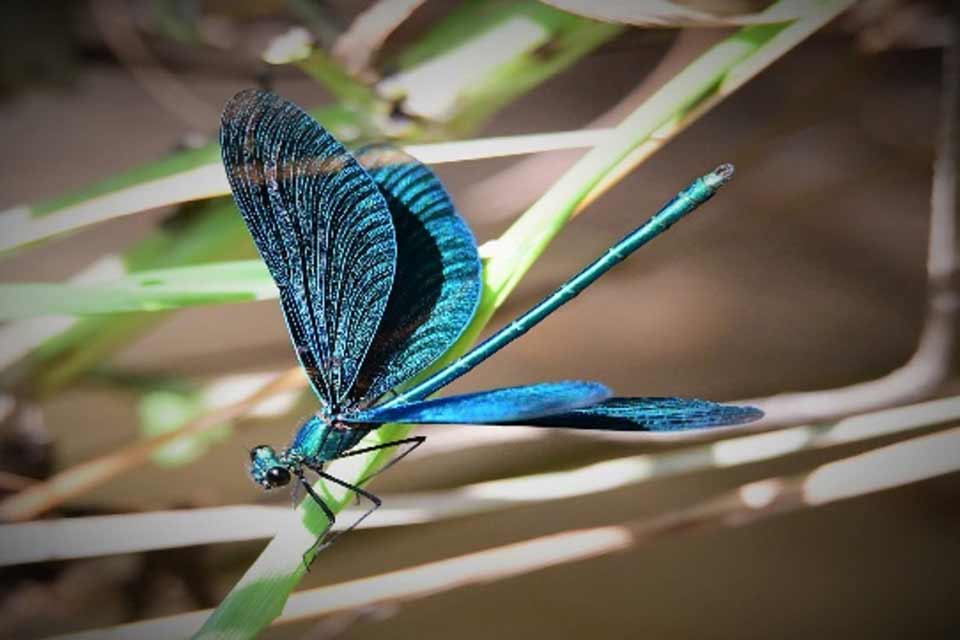 Gegenwind Hochbuehl Owingen Bodensee Windkraft Sielmann Weiher 2